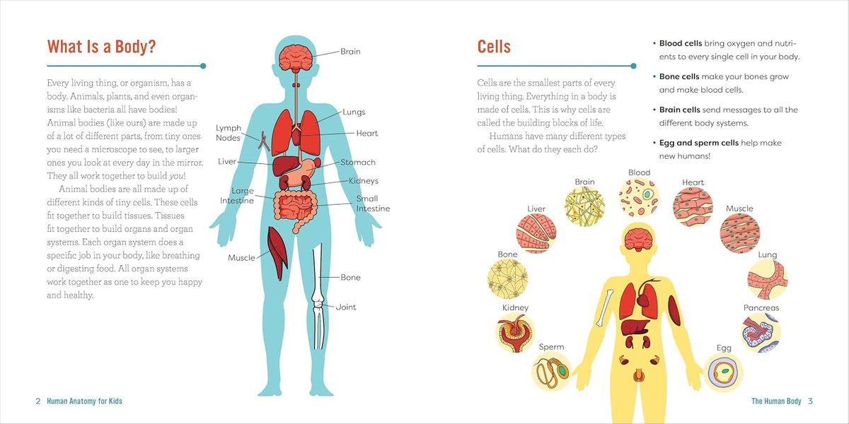 Human Anatomy for Kids: A Junior Scientist's Guide to How We Move, Breathe, and Grow